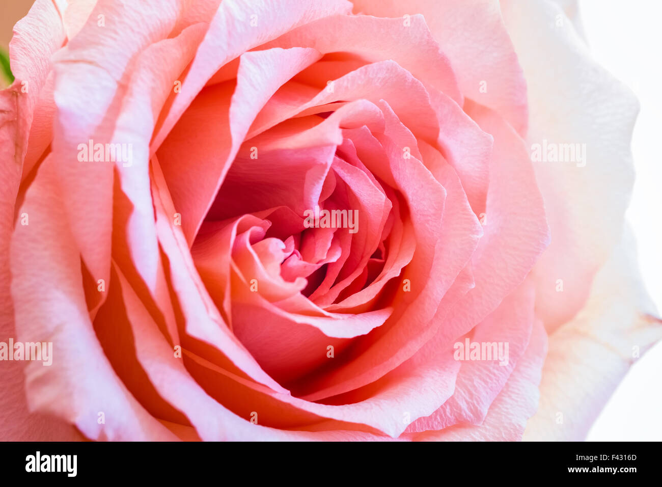 rose closeup Stock Photo