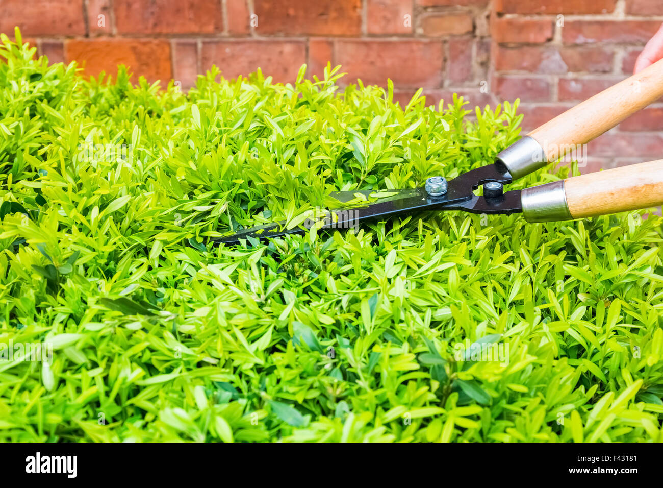 trimming bushes with garden scissors Stock Photo Alamy
