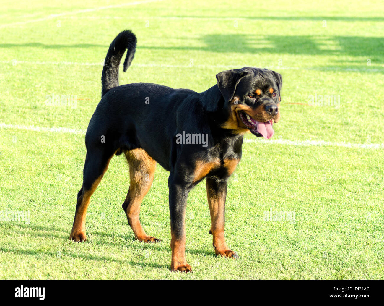 A healthy, robust and proudly looking Rottweiler standing on the lawn ...