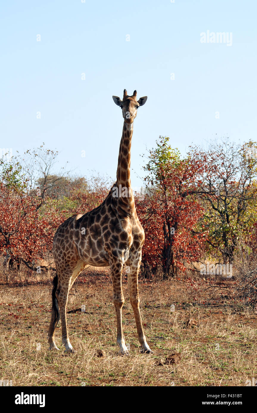 Safari anim hi-res stock photography and images - Alamy
