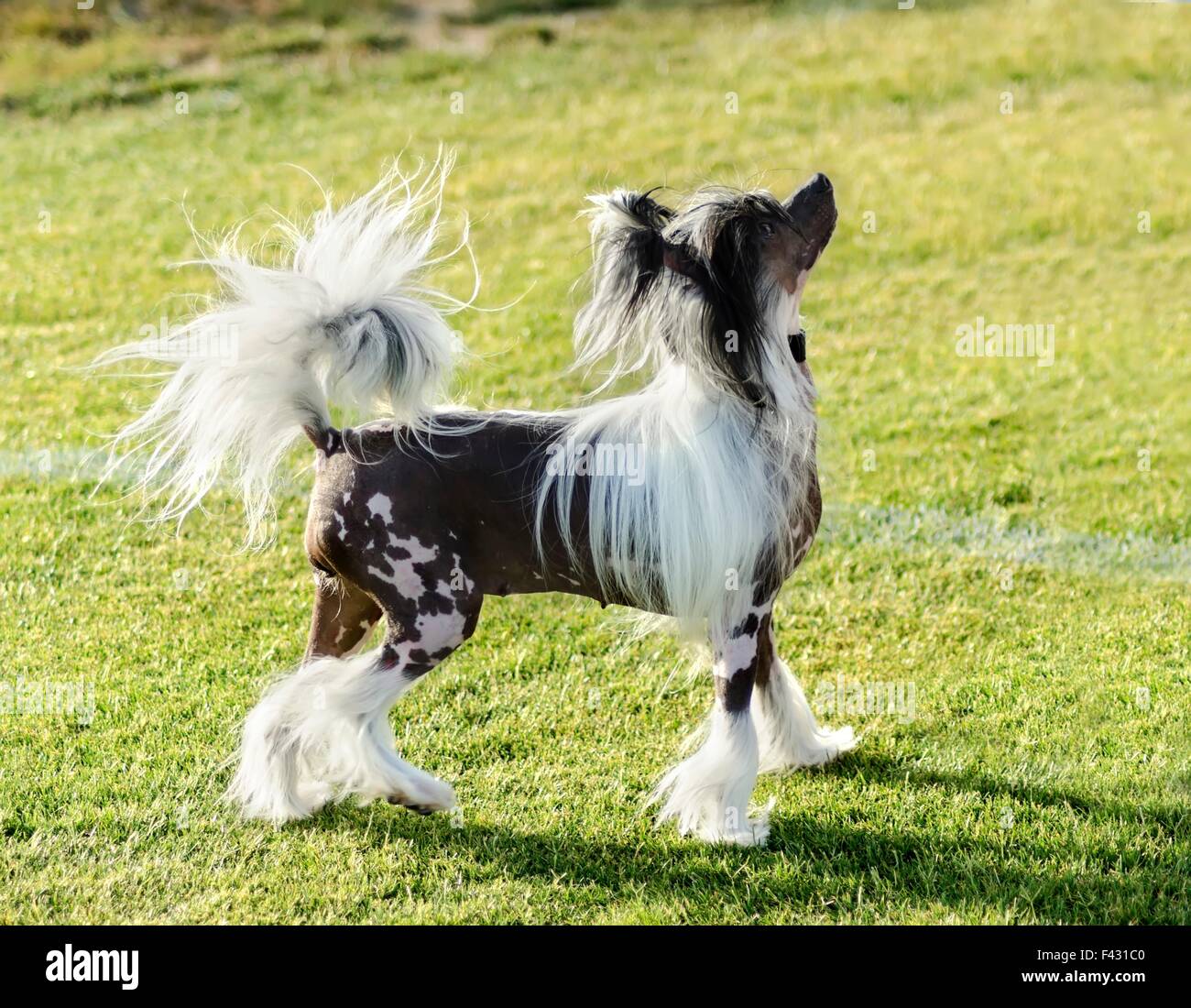 A small black and white hairless Chinese Crested dog standing on