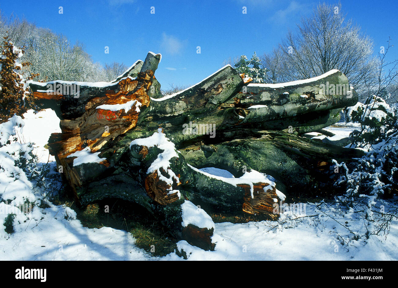 beech; tree felling; deadwood; Stock Photo