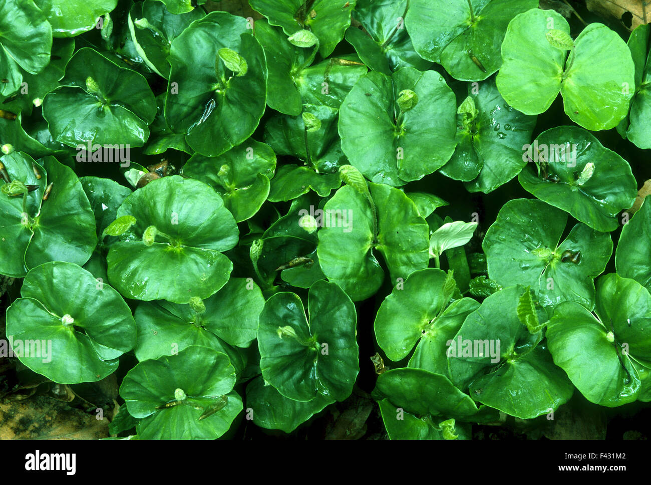 germinate; sprout; beech; tree; Stock Photo