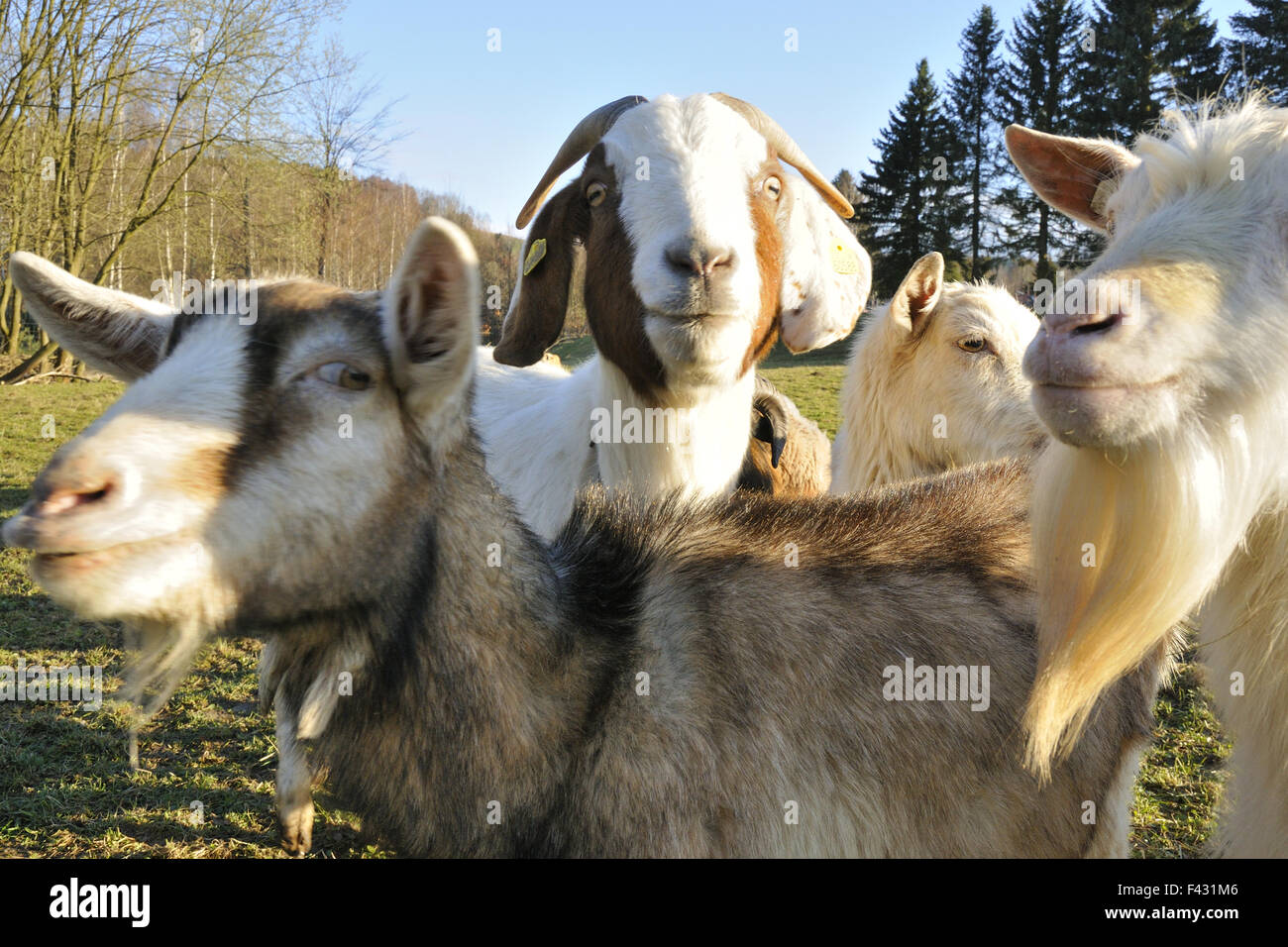 Old Goat Breeds Stock Photo