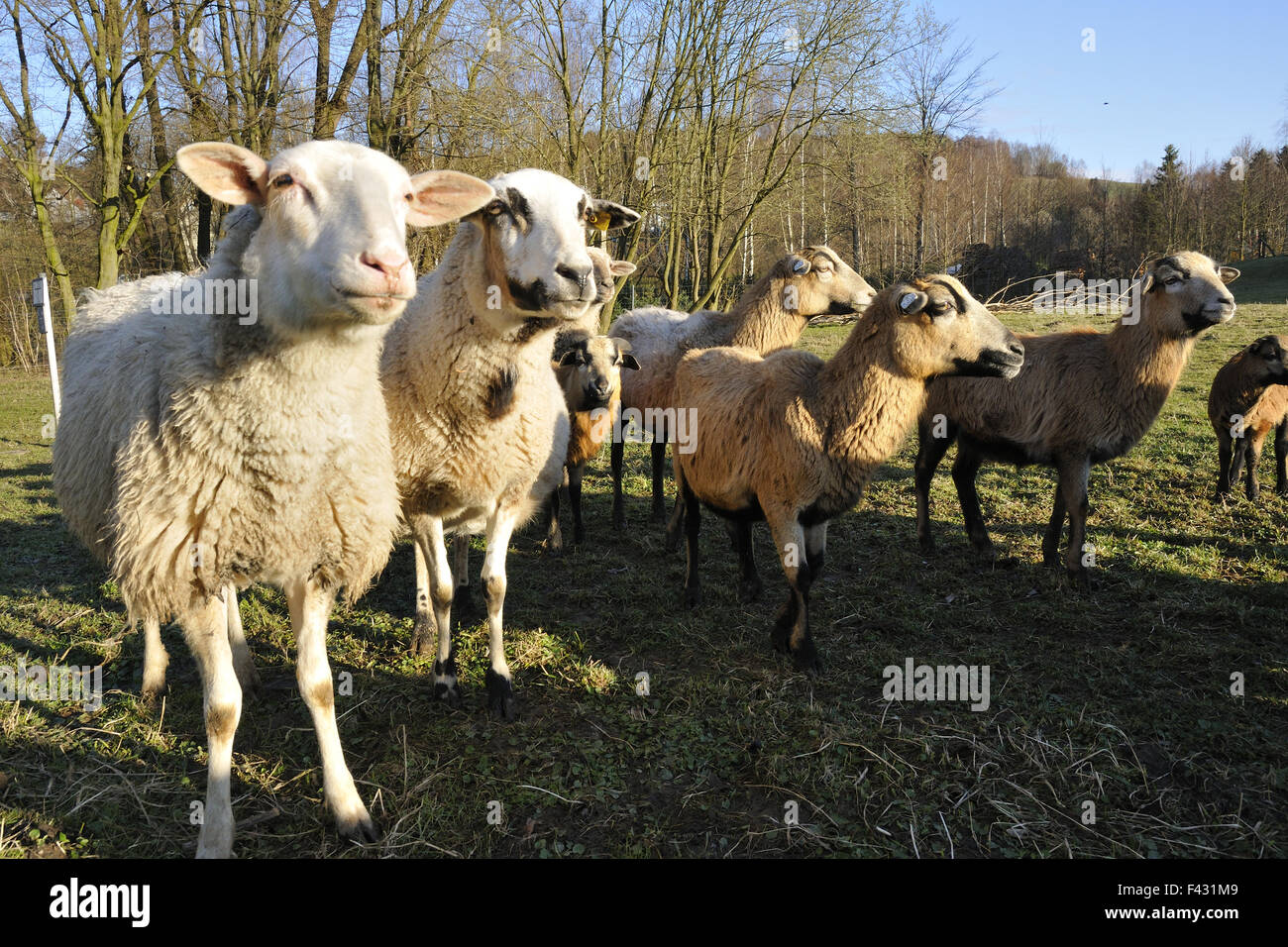 Different breeds of sheep Stock Photo