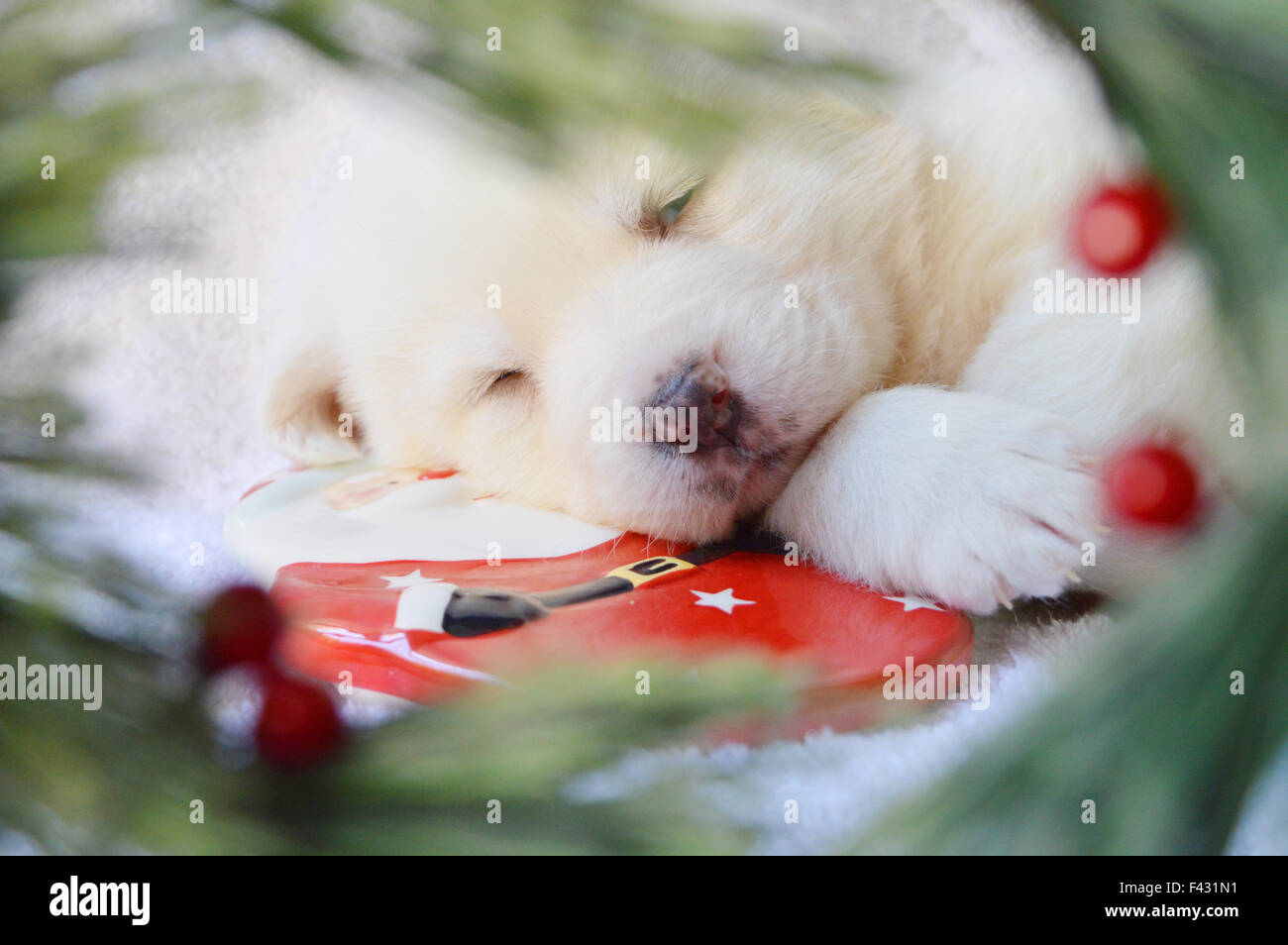 christmas puppy Stock Photo