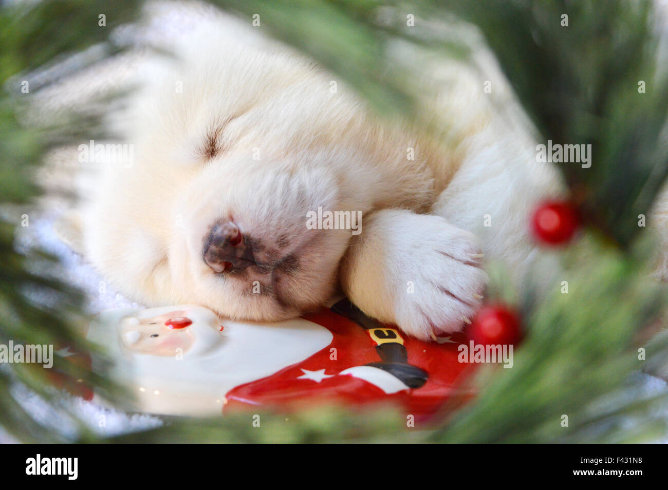 christmas puppy Stock Photo