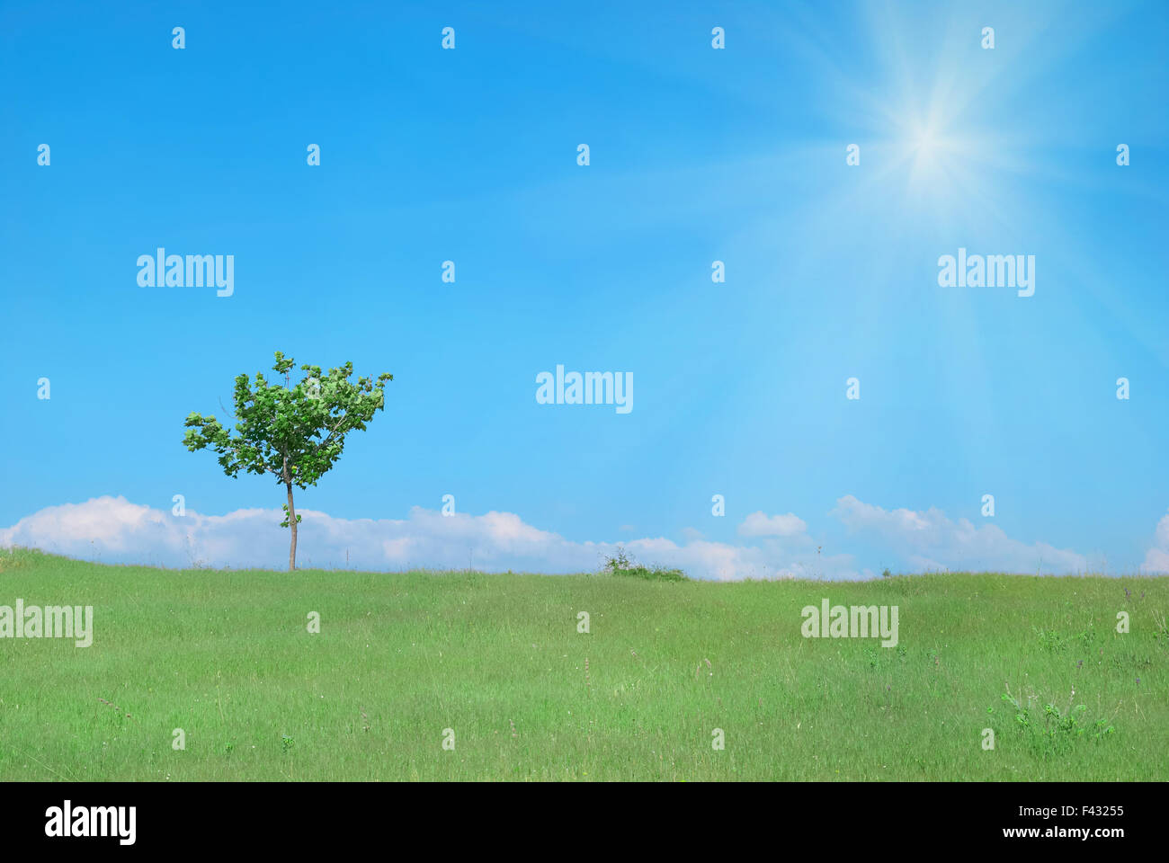 Strong green tree hi-res stock photography and images - Alamy