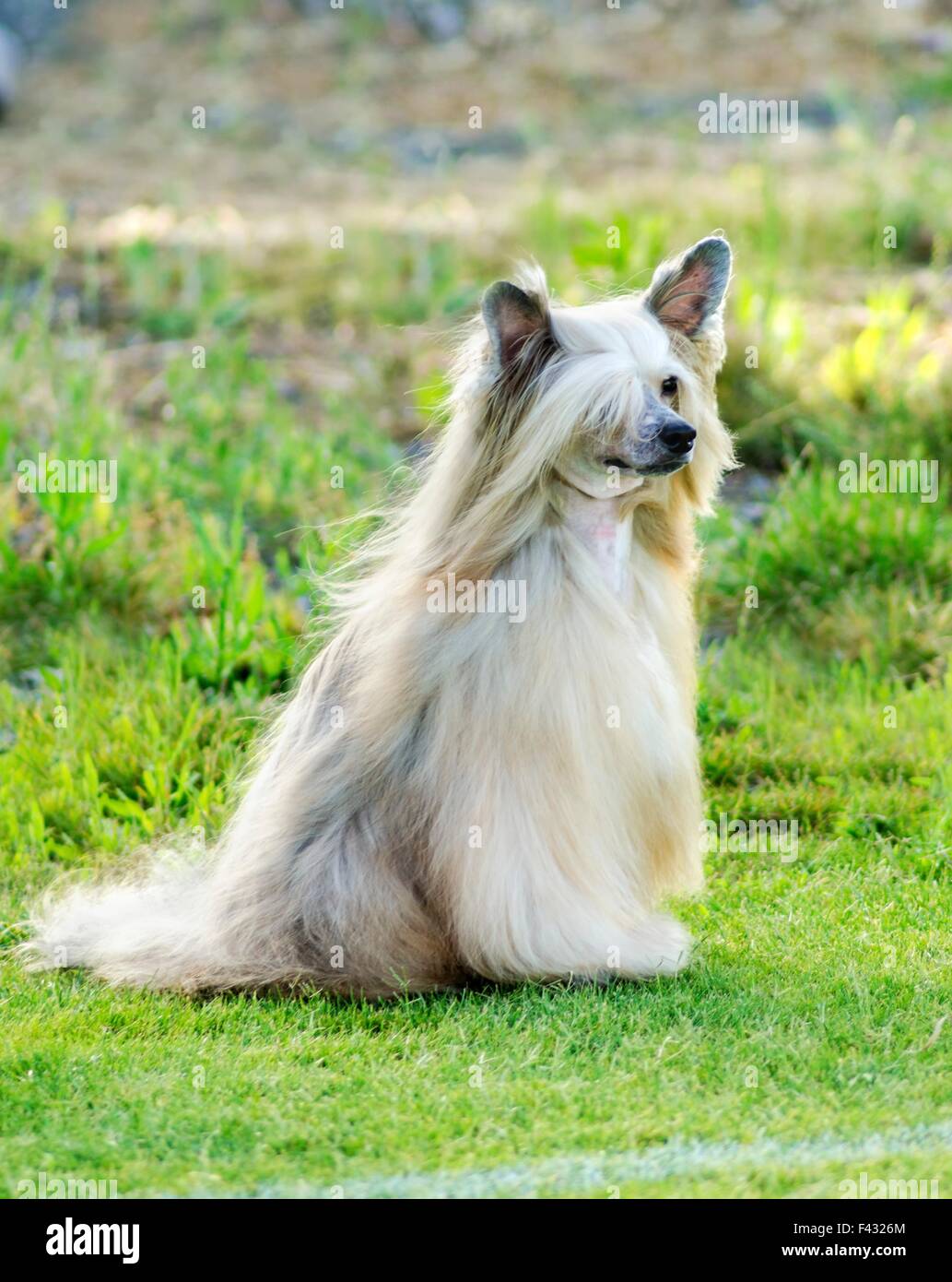 A white Powderpuff Chinese Crested dog sitting on the lawn looking very elegant. Powderpuff Chinese Crested dogs are very Stock Photo - Alamy