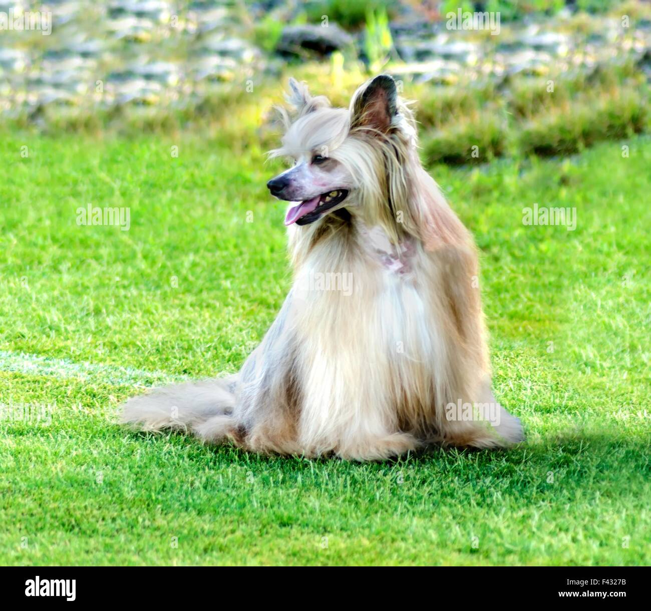A small Powderpuff Crested dog sitting on the lawn looking very elegant. Powderpuff Chinese Crested dogs are very Stock Photo Alamy