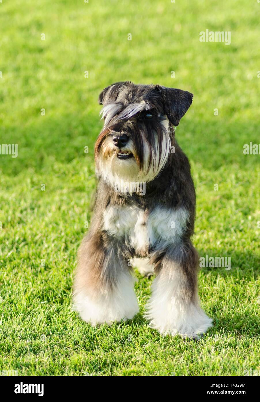 How Intelligent Is A Miniature Schnauzer