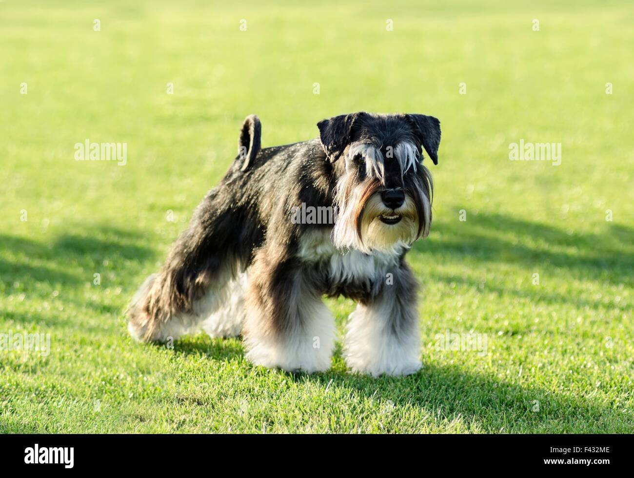 A small black and silver Miniature Schnauzer dog standing on the grass, looking very happy. It is known for being an intelligent Stock Photo