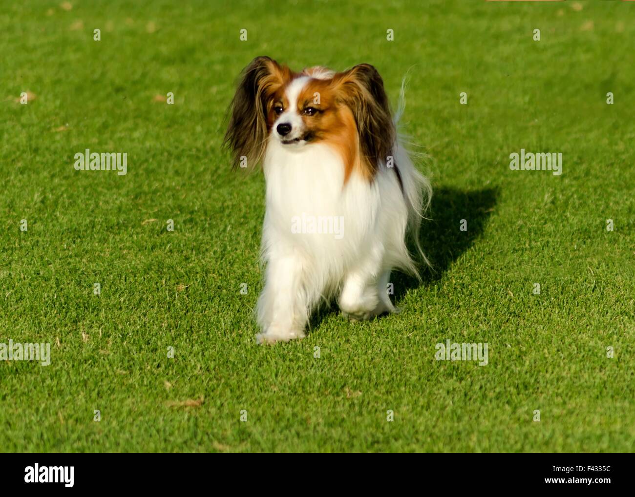 small continental spaniel