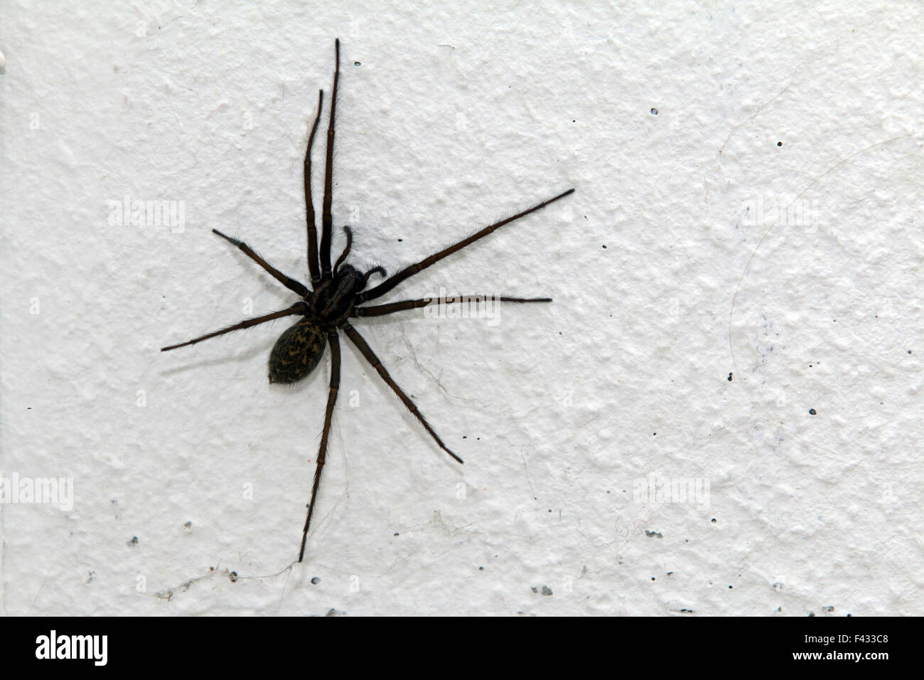 Eratigena atrica, giant house spider Stock Photo