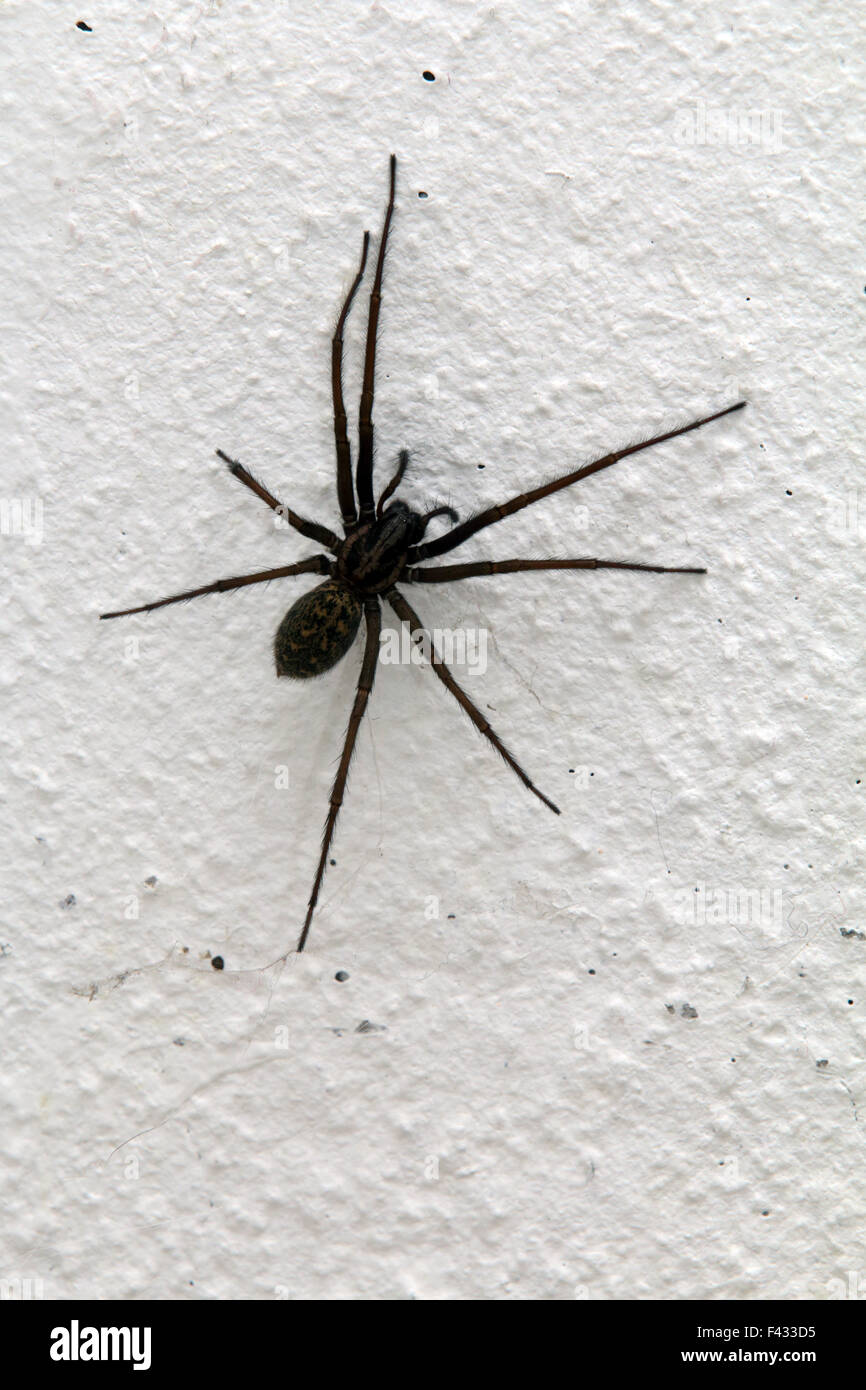 Eratigena atrica, giant house spider Stock Photo