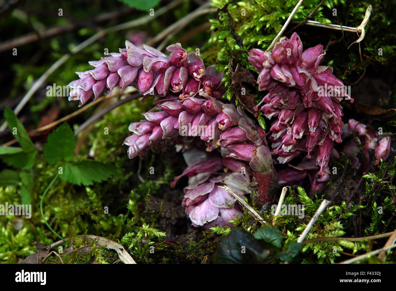 Toothwort, Lathraea squammaria Stock Photo