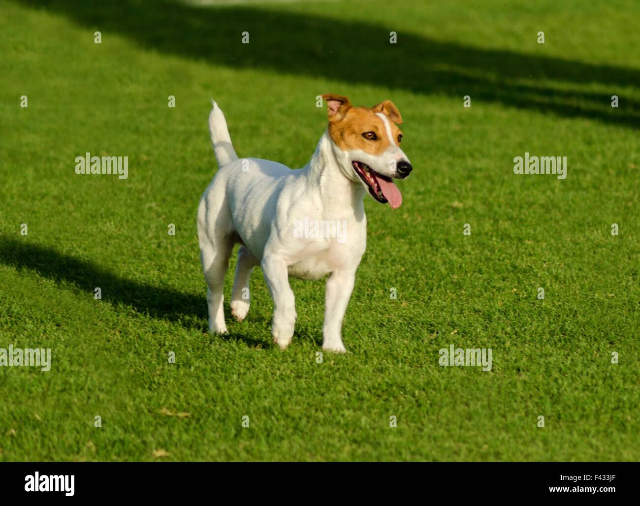 A small white and tan Russell Terrier dog walking on the grass, looking very happy. It known for being confident, highly intelli Stock Photo