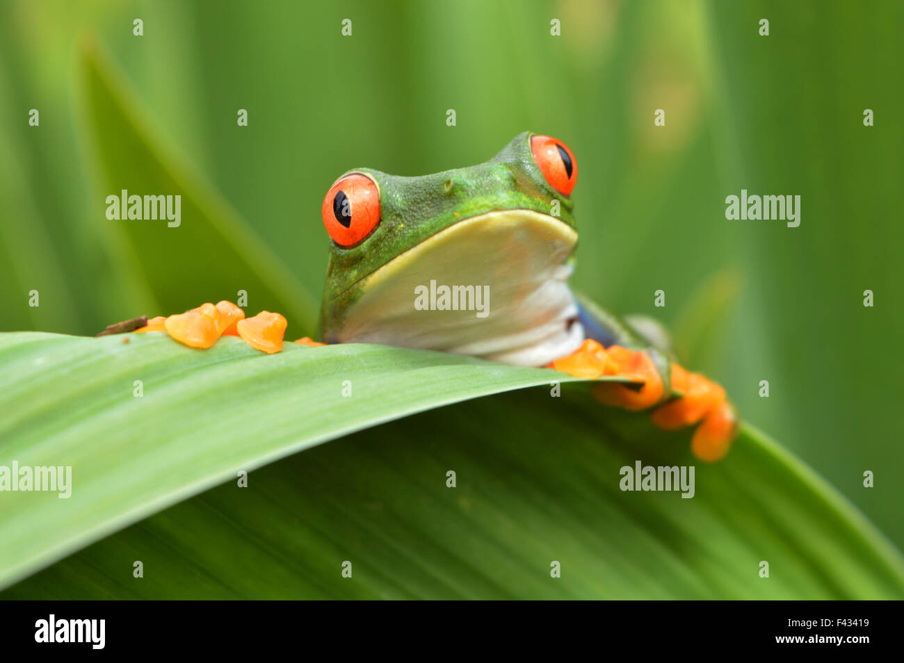 Red eyed tree frog (agalychnis callidryas) Stock Photo