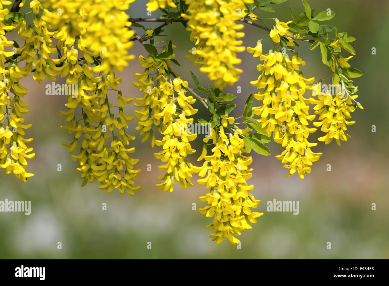 laburnum Stock Photo