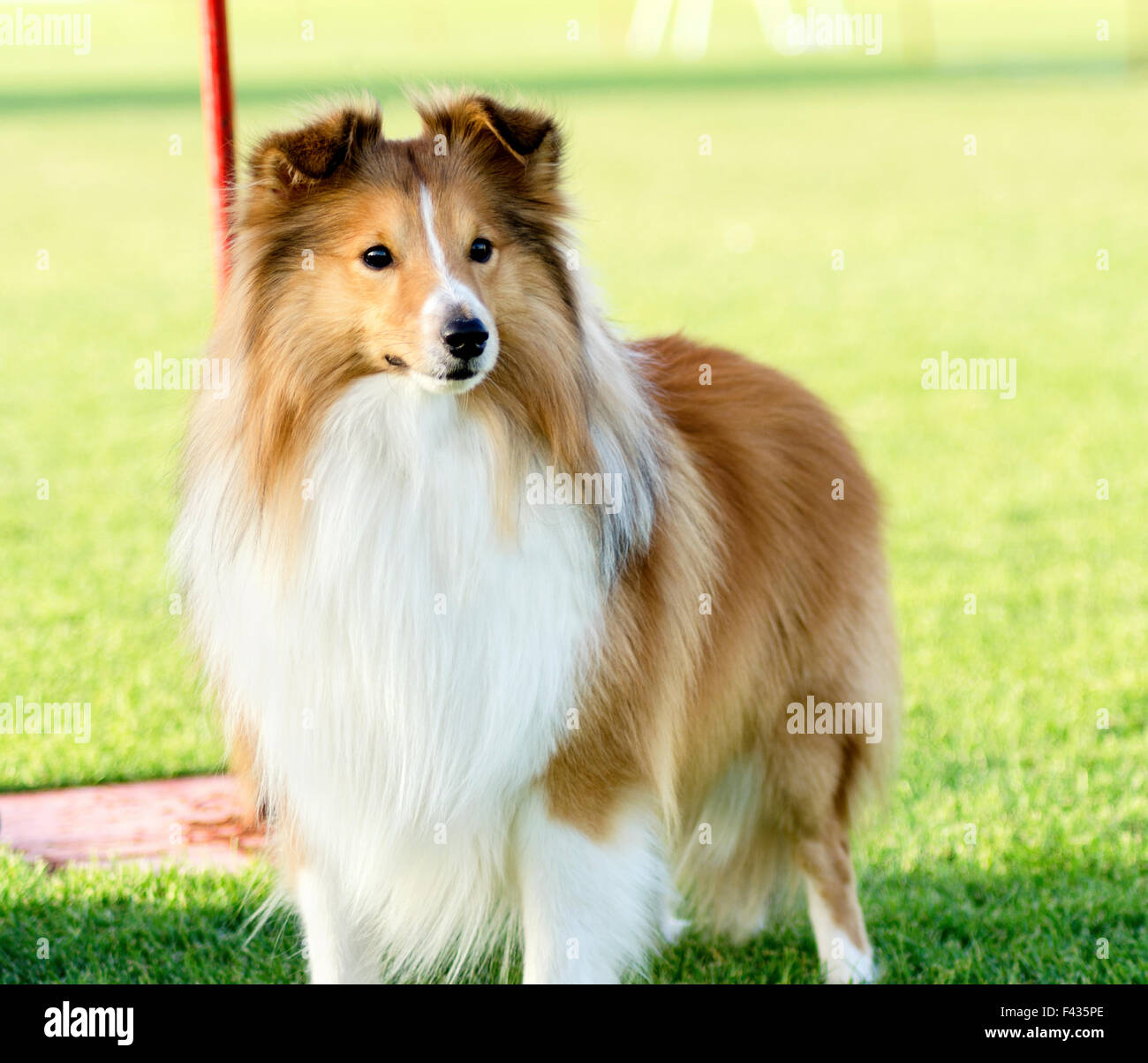 A young, beautiful, white and sable Shetland Sheepdog standing on the lawn looking happy and playful. Shetland Sheepdogs look li Stock Photo