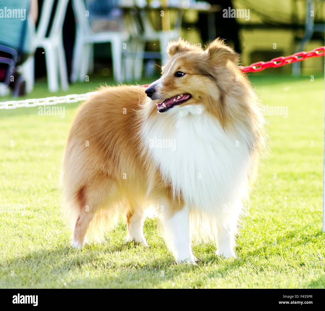 A young, beautiful, white and sable Shetland Sheepdog standing on the lawn looking happy and playful. Shetland Sheepdogs look li Stock Photo