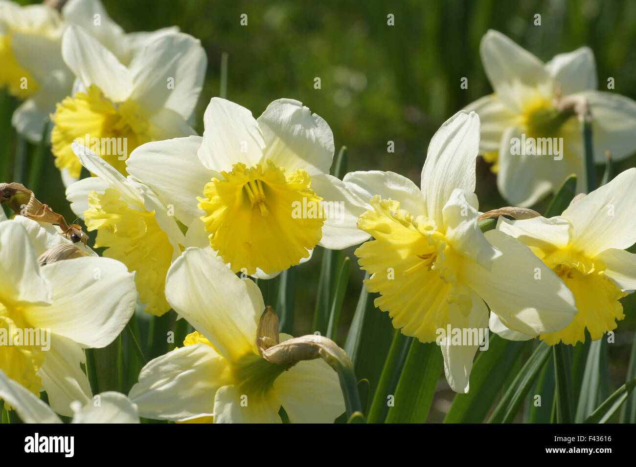 Nonesuch daffodil Stock Photo