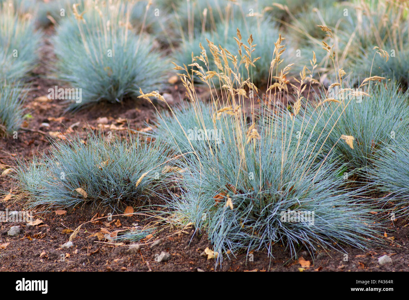 Blaues ziergras hi-res stock photography and images - Alamy