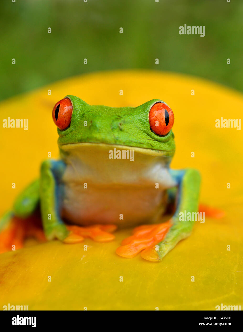 Red-eyed tree frog Stock Photo