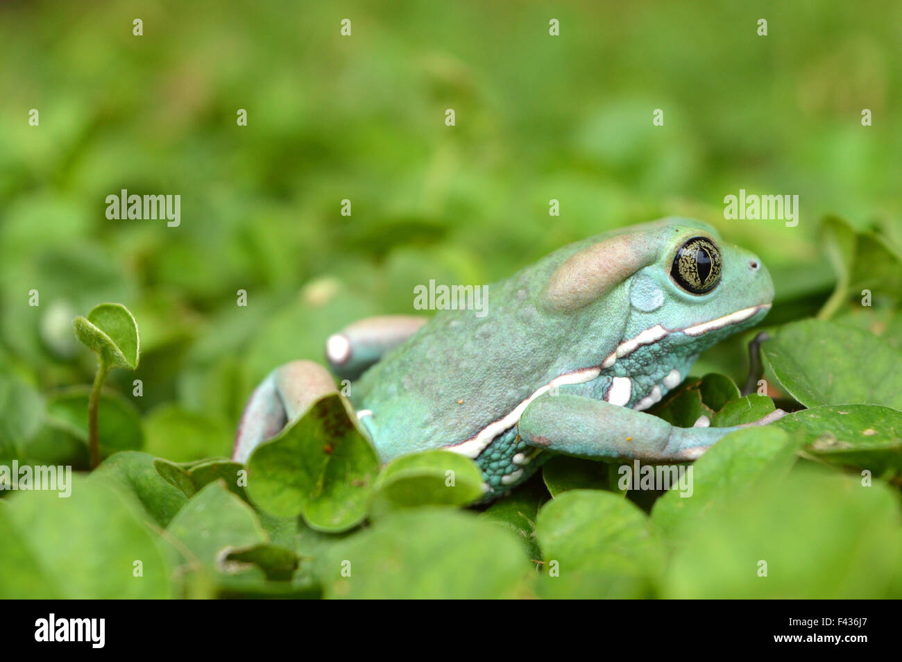 monkey frog Stock Photo