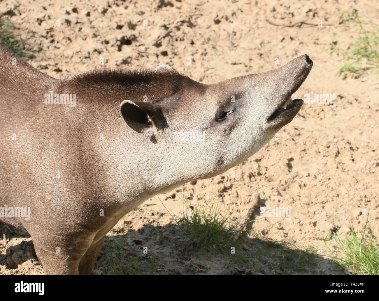 South American  Lowland Tapir or Brazilian Tapir (Tapirus terrestris) showing his mouth and large proboscis Stock Photo