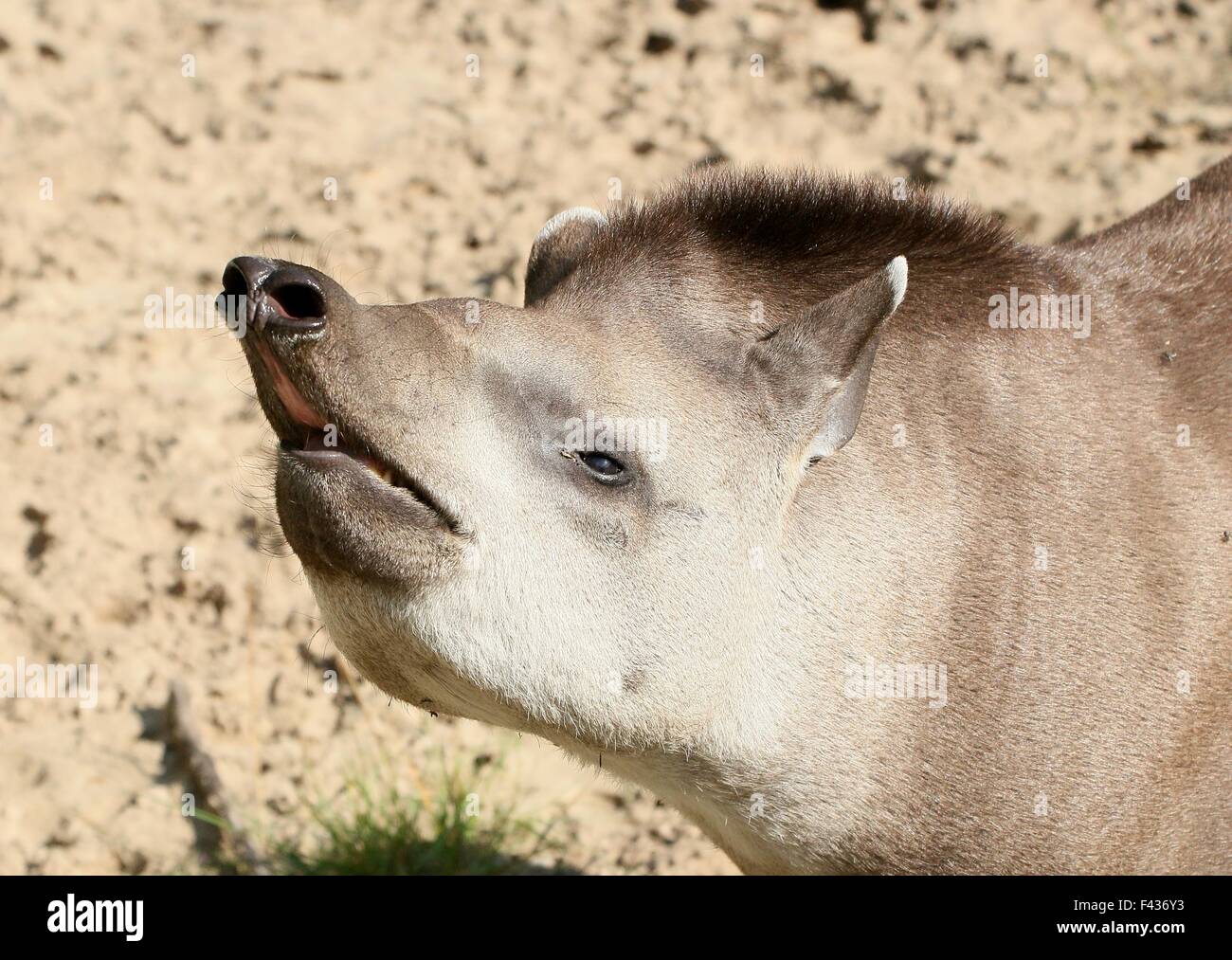 South American  Lowland Tapir or Brazilian Tapir (Tapirus terrestris) showing his mouth and large proboscis Stock Photo