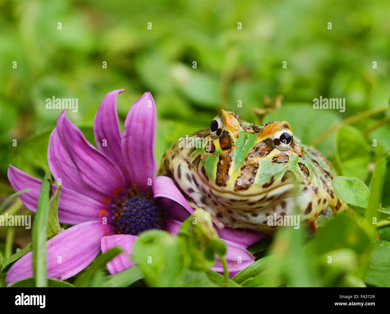 pacman frog Stock Photo
