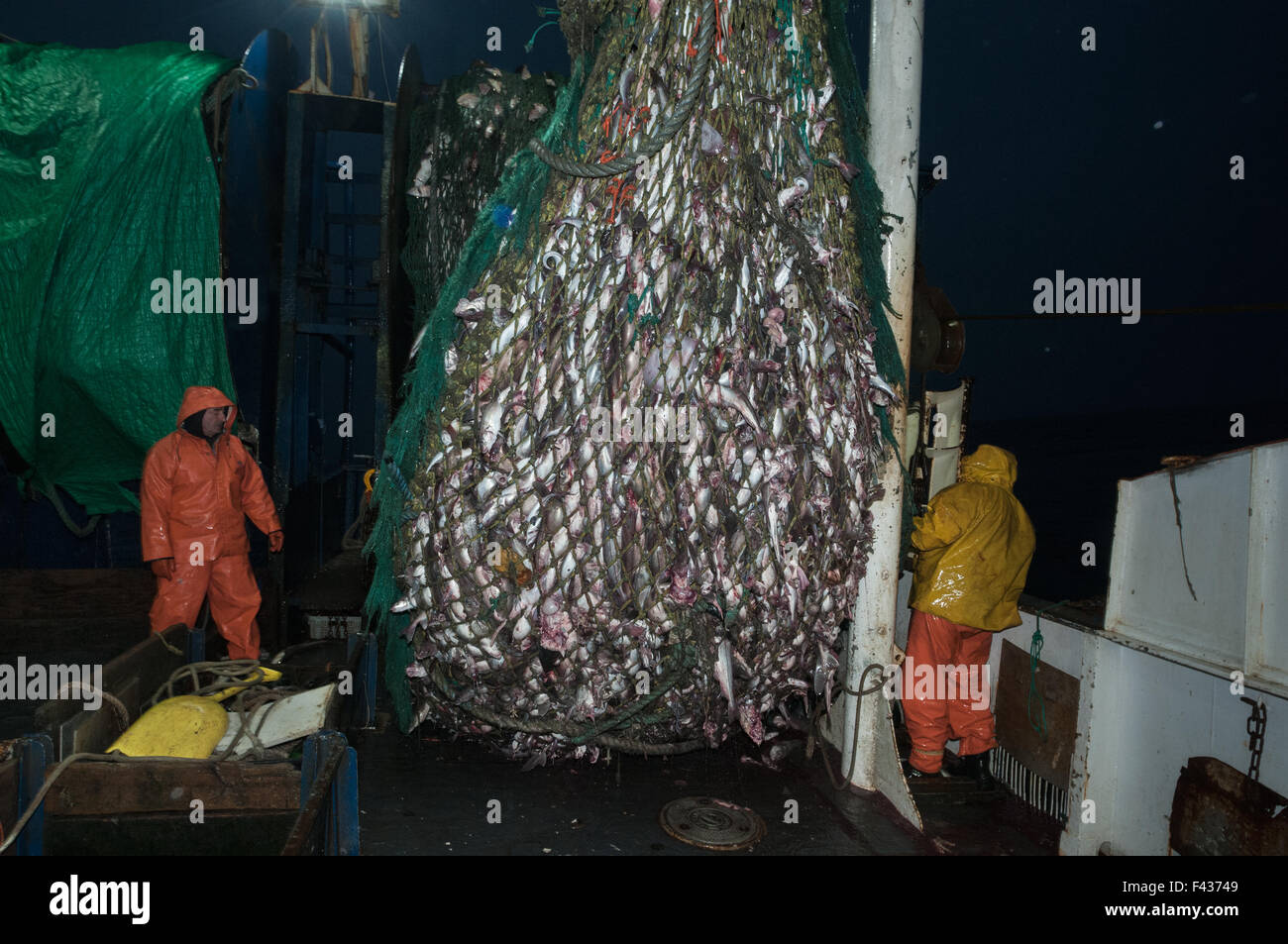 Cod end of fishing trawler net full of haddock, pollock, cod fish and