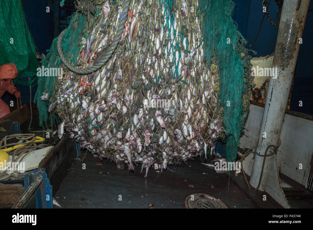 Cod end of fishing trawler net full of haddock, pollock, cod fish and