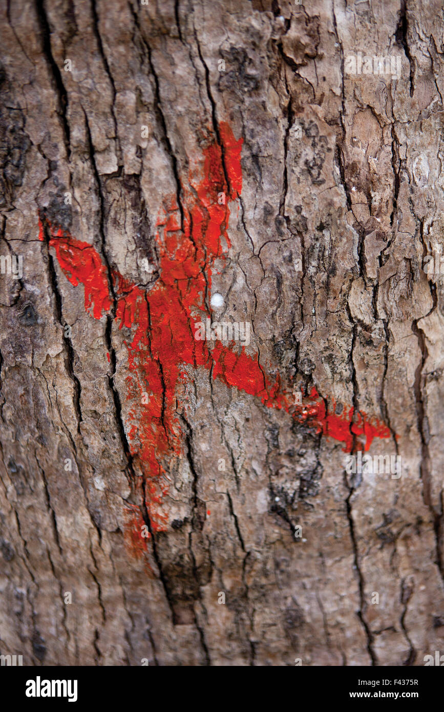 Marked tree trunk Stock Photo