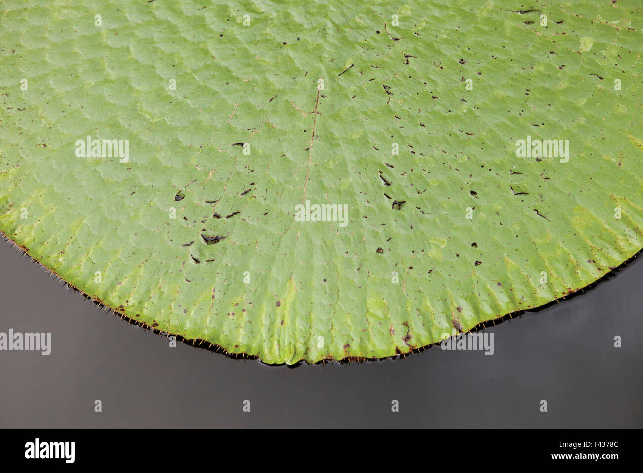 Water lily leaf on water Stock Photo - Alamy