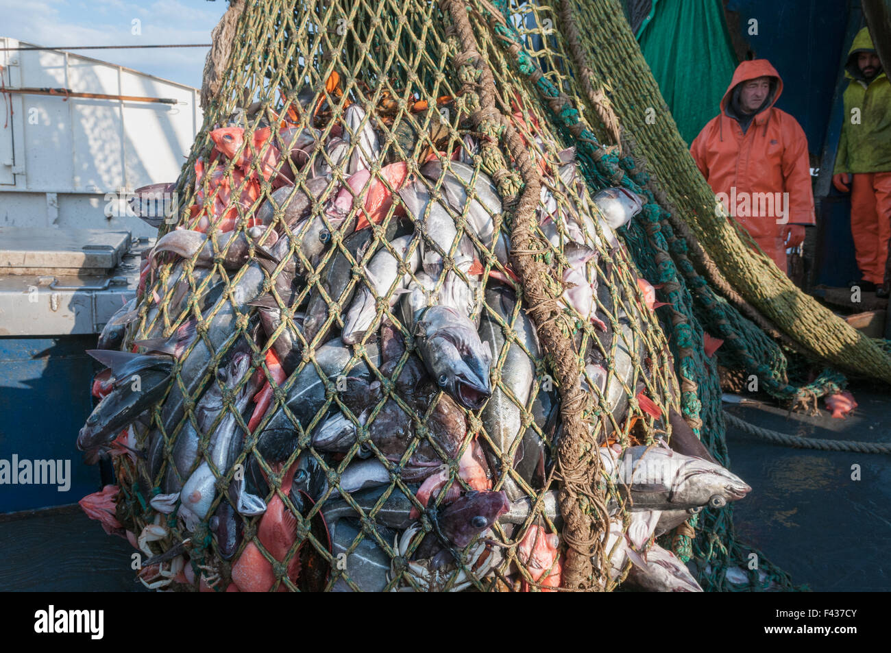 Cod end of fishing trawler net full of redfish, pollock,lobster and dogfish  sharks. Georges Bank, New England Stock Photo - Alamy