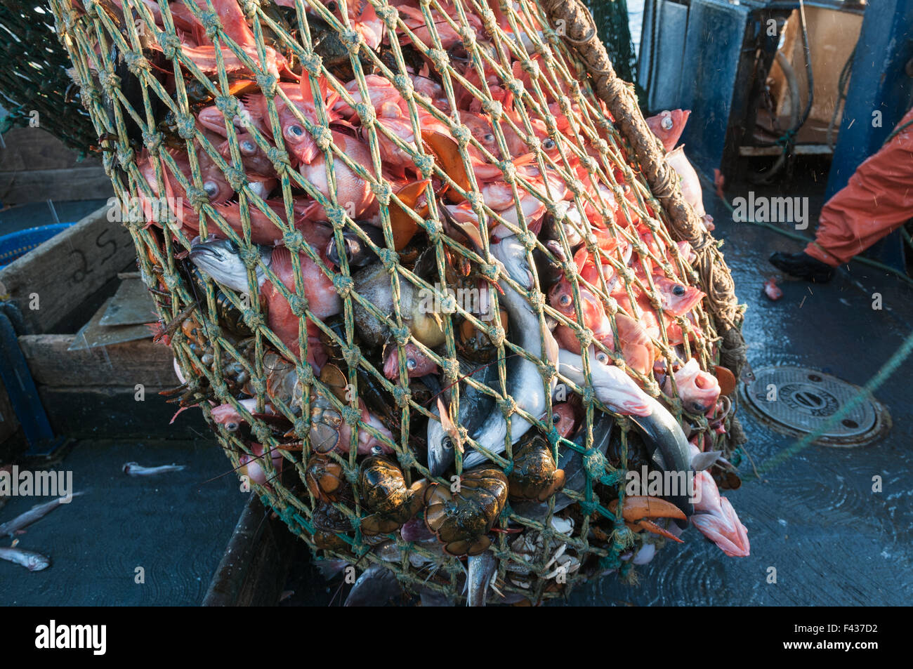 Cod end of fishing trawler net full of redfish, pollock,lobster and dogfish sharks. Georges Bank