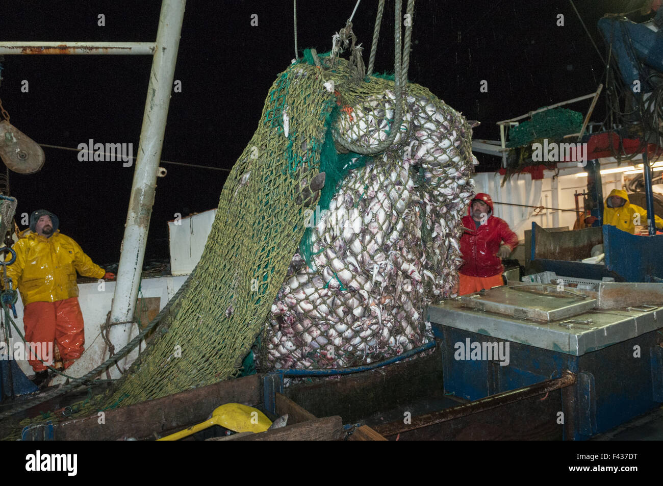 Cod end of fishing trawler net full of haddock. Bank, New