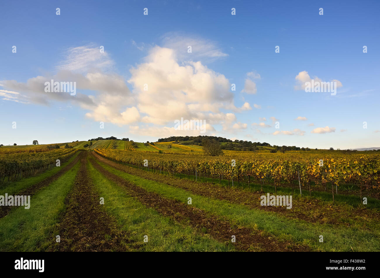 Landscape with vineyards and clouds Stock Photo