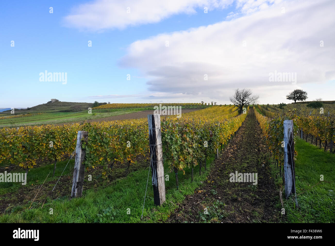 Vineyard near rocks in Burgenland Stock Photo