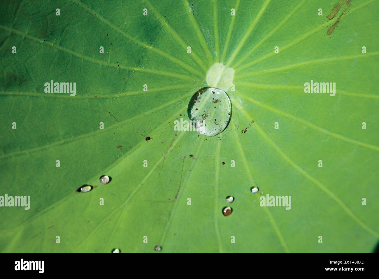 Water drops on lotus leaf Stock Photo - Alamy