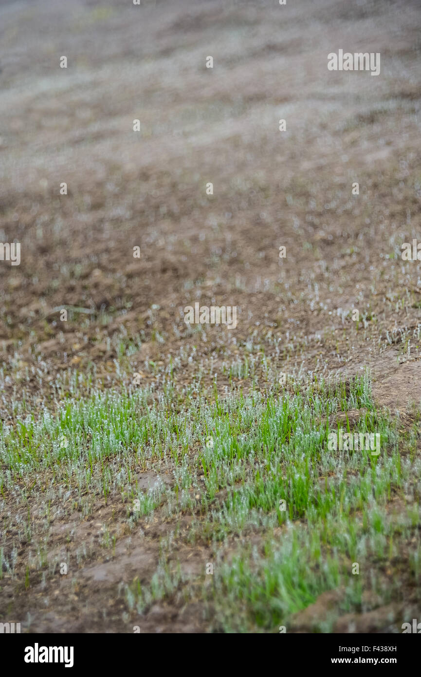New lawn slowly growing out of soil Stock Photo