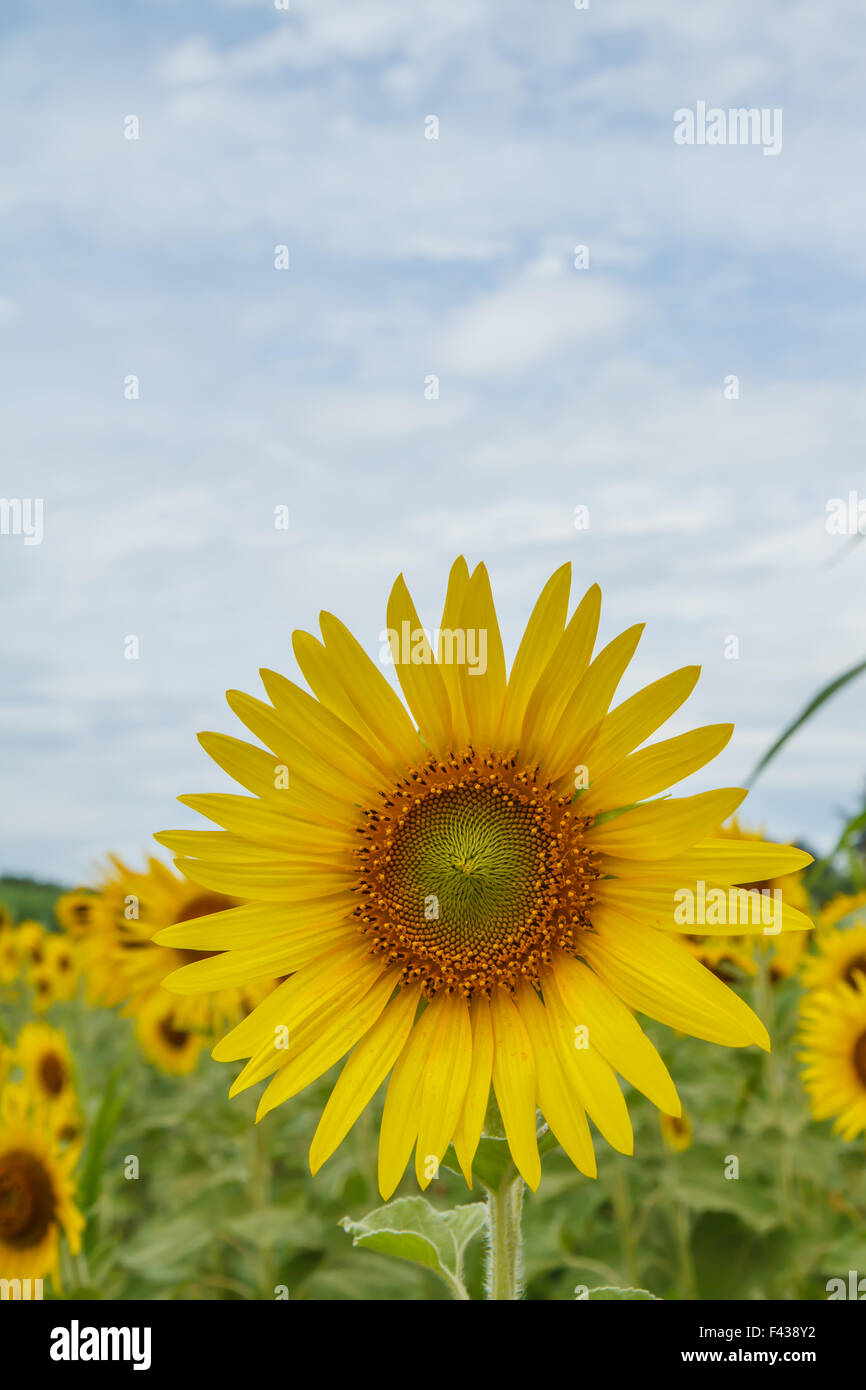 Sunflowers in garden Stock Photo - Alamy