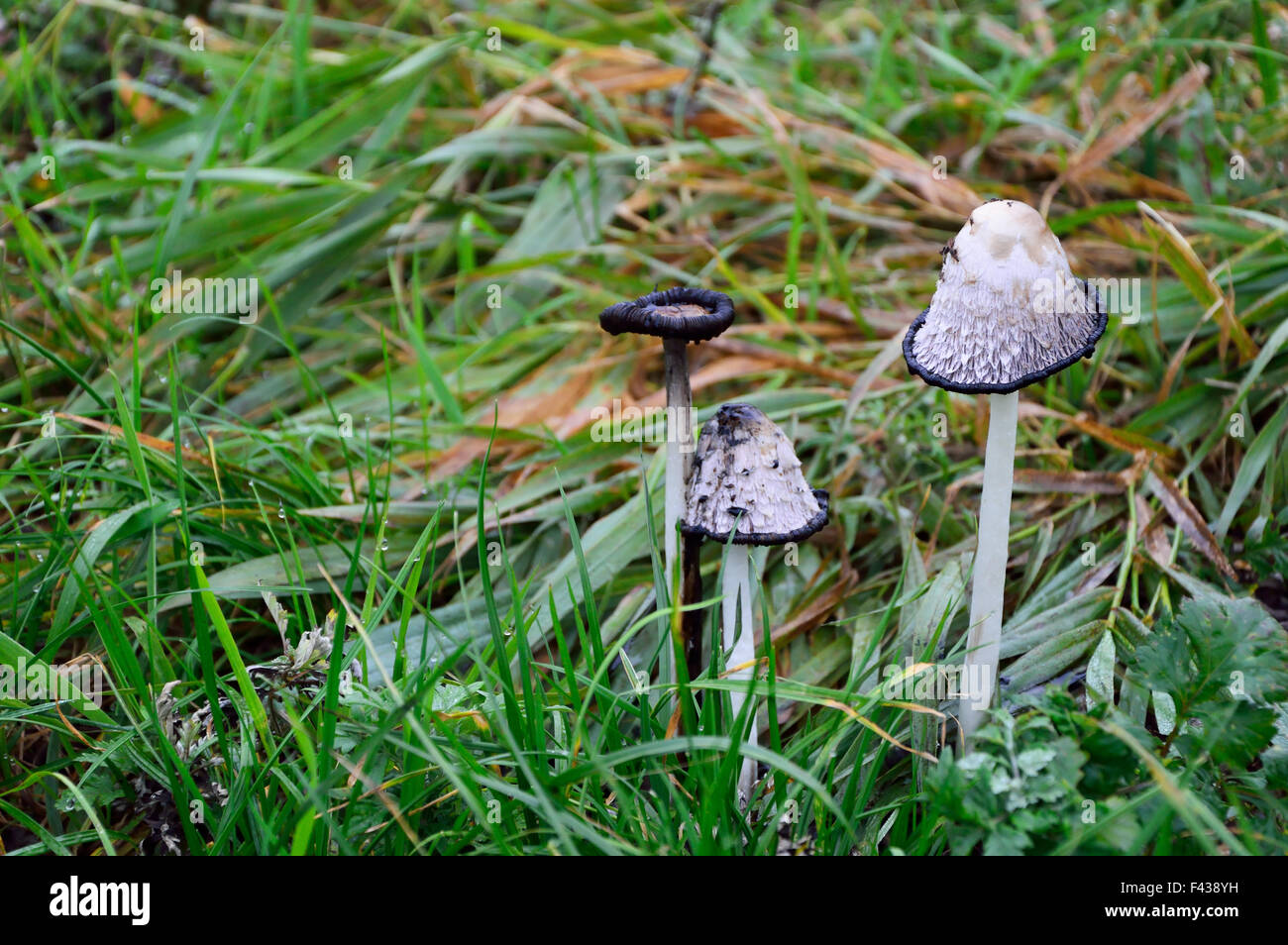 Mushrooms in the meadow Stock Photo Alamy