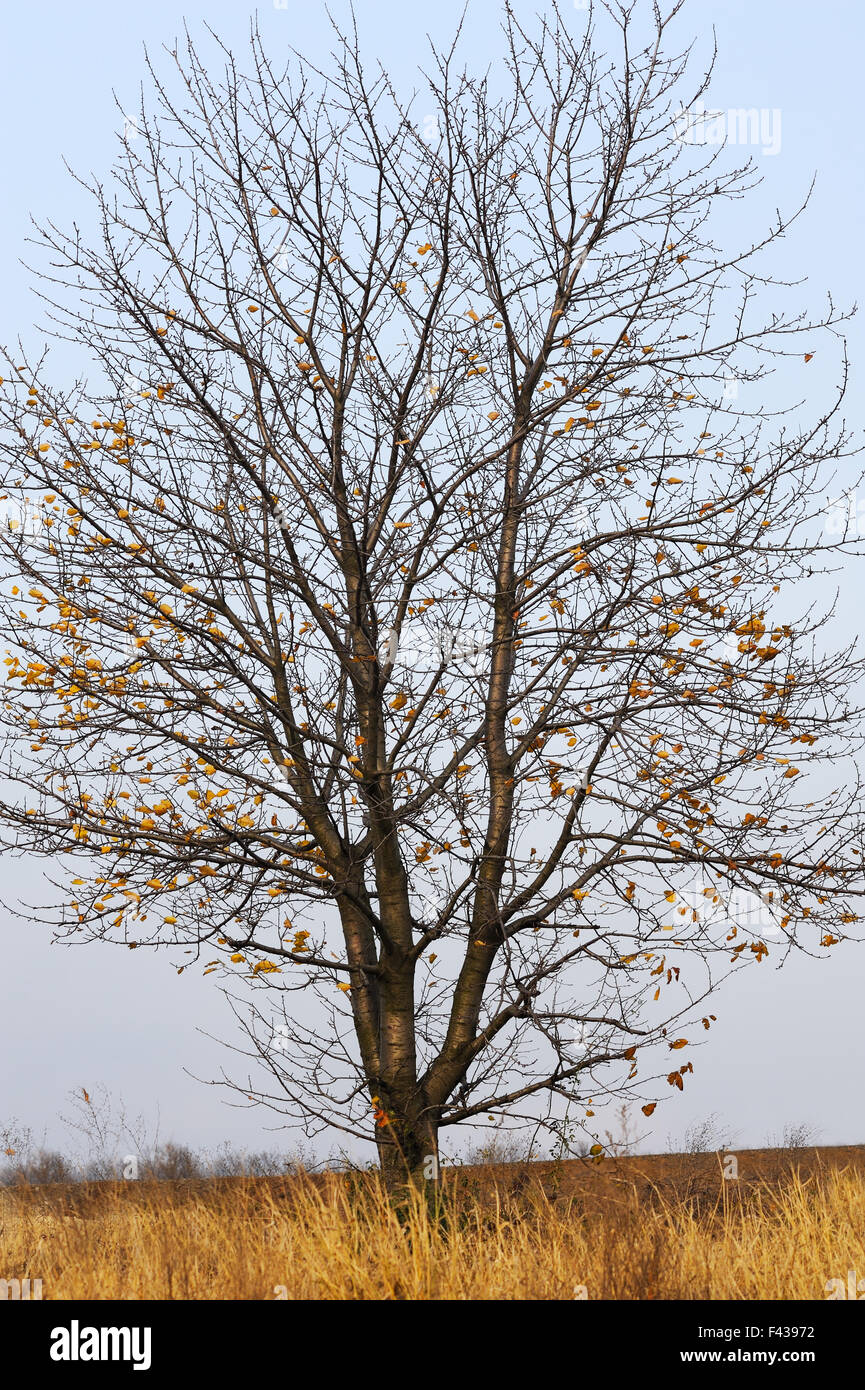 fall tree without leaves