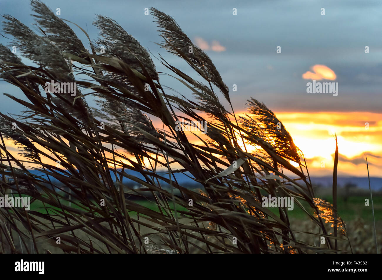 Reeds blowing in the wind Stock Photo Alamy