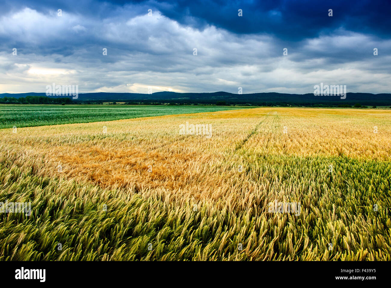 Wheat Field with storm clouds Stock Photo - Alamy