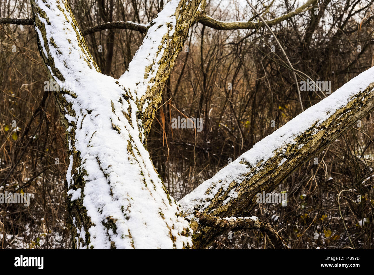 Snow on tree trunk Stock Photo