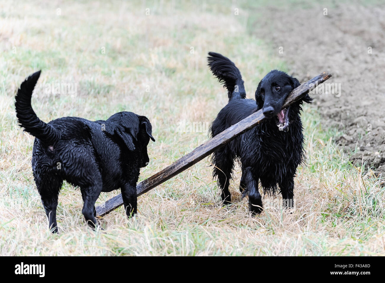 Two dogs playing stick Stock Photo Alamy